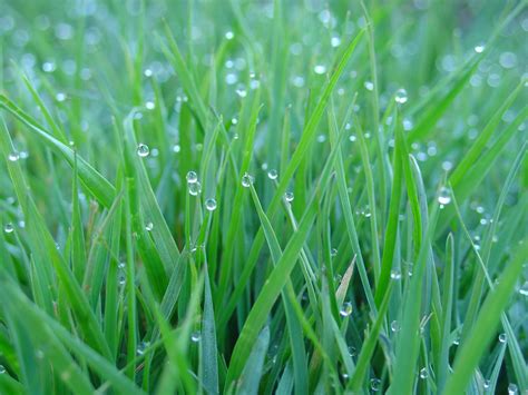 MORNING DEW .